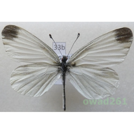 Leptidea sinapis (Linnaeus, 1758) Bulgaria33b